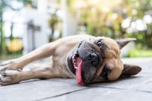 French bulldog with heat stroke symptoms lying on the ground