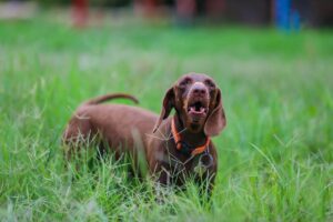 7 Dog Breeds With The Funniest Barks