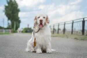 7 Little-Known Dog Breeds Ideal for Easy-Going
Owners