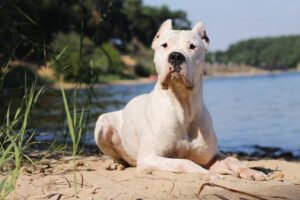 8 Obscure Dog Breeds with HUGE Vet Bills