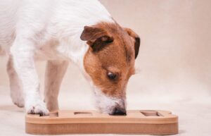 9 Dog Breeds With the Most Impressive Puzzle-Solving
Abilities