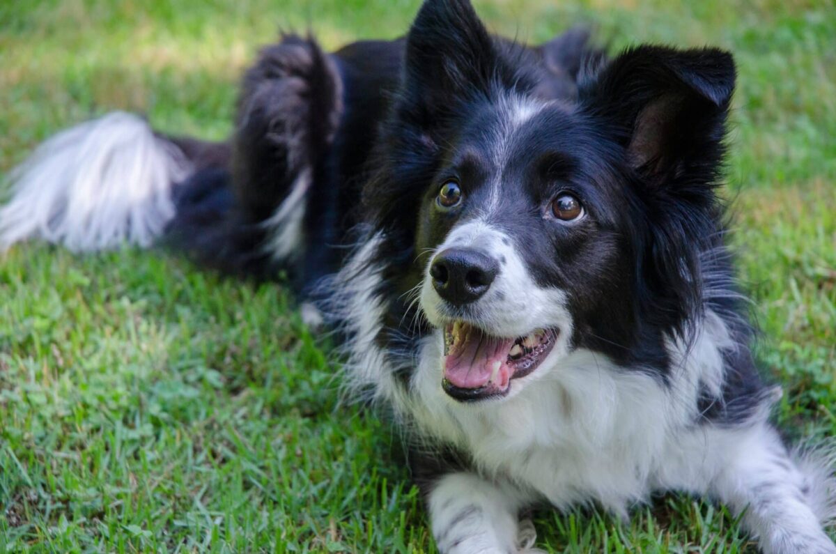 9 Dog Breeds With the Most Impressively Long
Memories