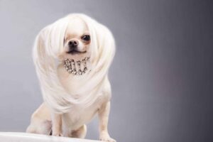 9 Reasons Why Your Dog Is Your Ultimate Style Icon