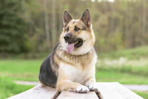 alaskan shepherd dog at the park