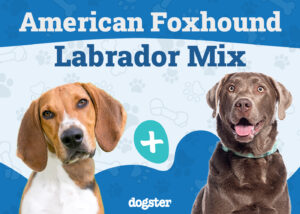 American Foxhound Lab Mix