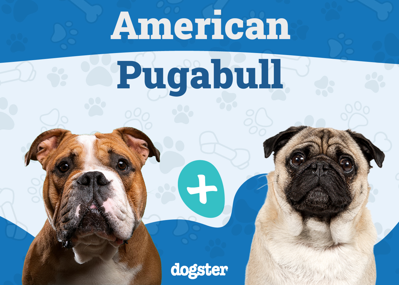 American Pugabull Mix