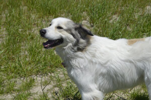 happy anatolian pyrenees mix dog