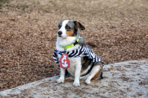 auggie dog wearing costume and collar