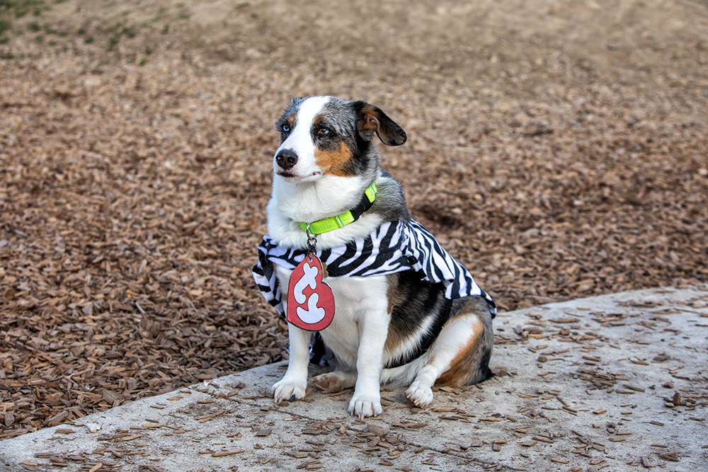 auggie dog wearing costume and collar