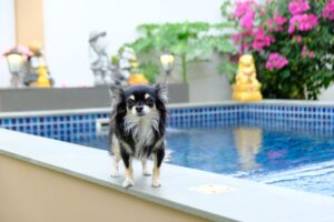 black-longhair-chihuahua-standing-near-swimming-pool