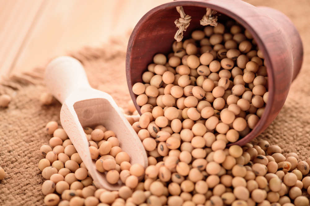 soybeans with wooden spoon with sack close up