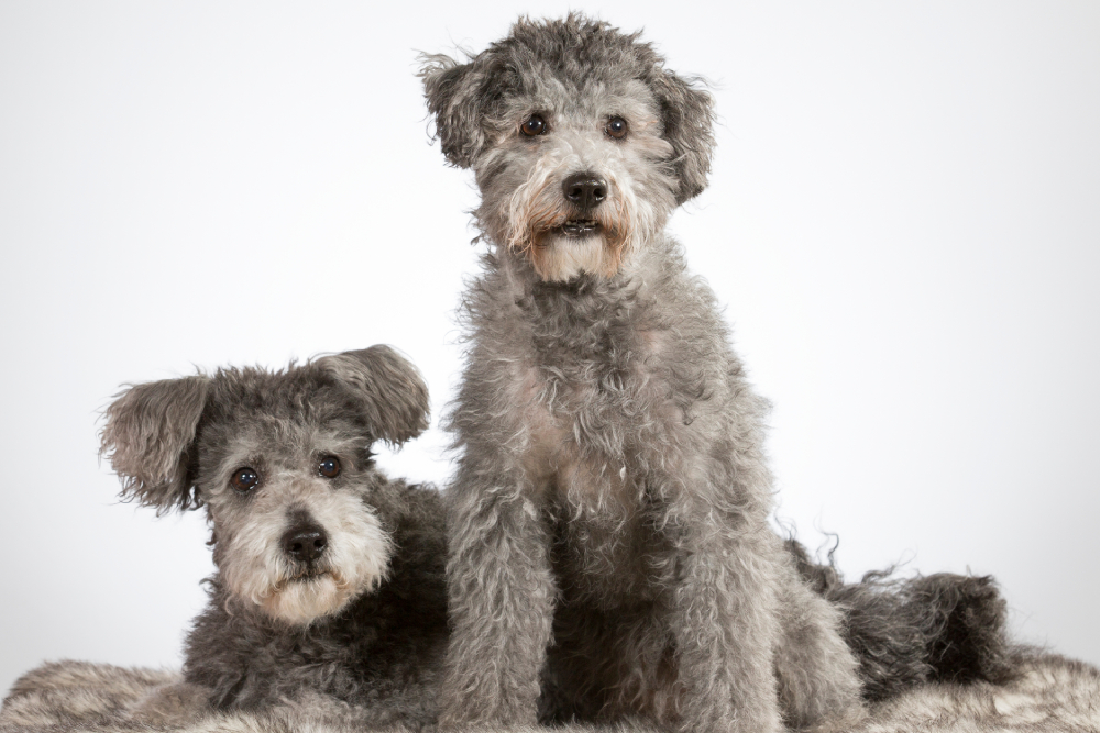 Two pumi or Hungarian shepherd dogs in a studio