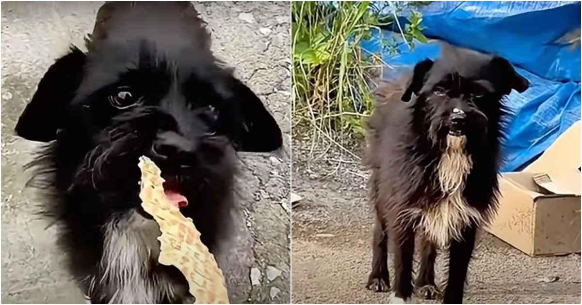 Distrustful Dog Maintained Distance After Eating From Her
Hand