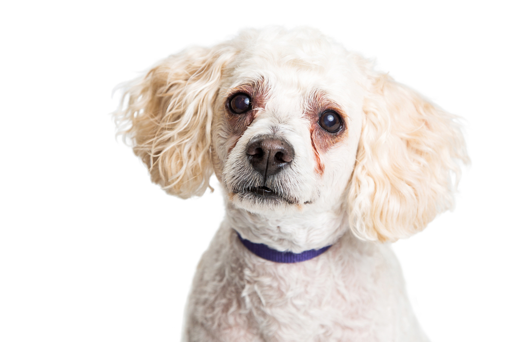 Closeup of Poodle dog with white fur and red tear stains under eyes