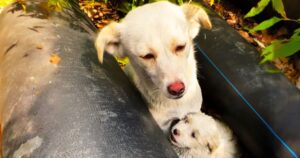 Dog Unintentionally Leads Woman To Hiding Spot And Who She’s
Protecting