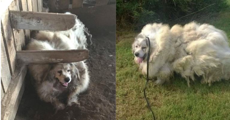 Dog Trapped In Barn For 6 Years, Was Given An ‘Astounding’
Makeover And A Brand New Life