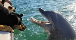 Dog and Dolphin Share a Wholesome Game of Hide and
Seek