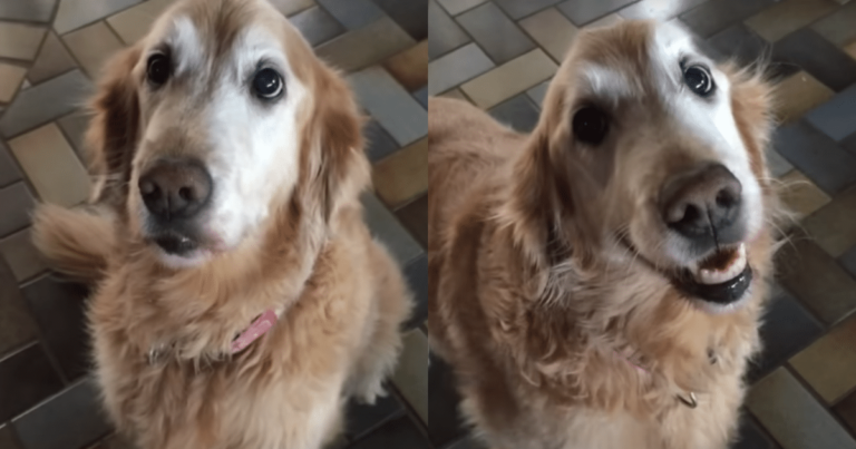 Dog’s Great Reaction to the News That She’s
Cancer-Free