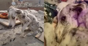 Great Dane Was Found Starving And Ate Rocks To Live Till
‘Someone’ Comes To The Rescue