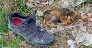 Guy Found Puppy Living In An Old Worn-Out Shoe