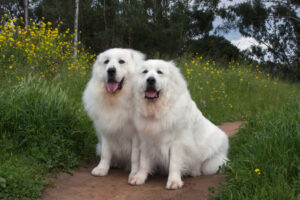 Two white Great Pyrenees in a field of mustard flowers