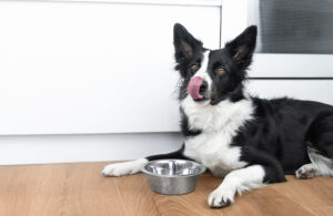 border collie dog licks nose after eating