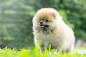 cute fluffy teacup Pomeranian dog sitting in a spring park