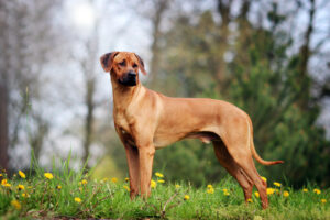 Rhodesian ridgeback dog standing outdoors