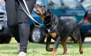 Rottweiler training