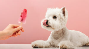 giving dog a popsicle