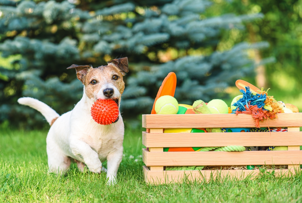 jack russel with a crate of toys