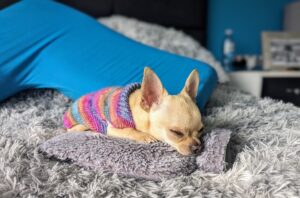 Ned on his hot water bottle.