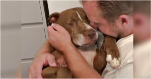 Old Dog Presses His Graying Muzzle To Man’s Face And Listens
To His Promise