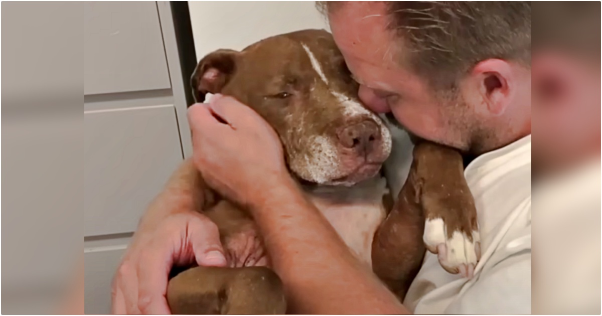 Old Dog Presses His Graying Muzzle To Man’s Face And Listens
To His Promise