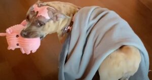 Piggy Toy ‘Motivated’ A Dog In House Fire To Recover, Then
Mom Buys Every Single One