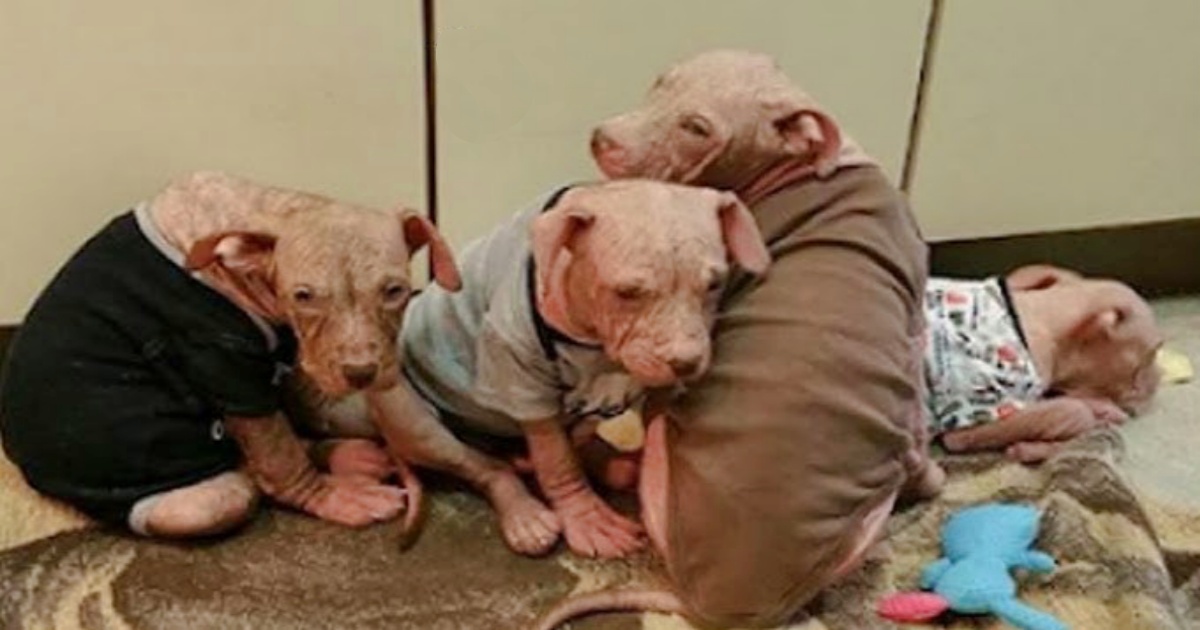 Puppies Were So Sick They Lost Their Fur, But Their Story
Didn’t End There