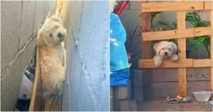 Puppy Living Between Garage Walls Popped Out When No One Was
Looking