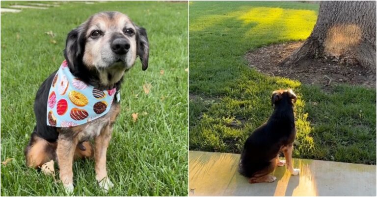 Senior Dog Found After Owner’s Betrayal, Enjoys Sunsets And
Chasing Squirrels