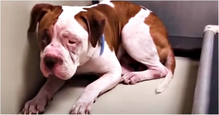 Shaking Pit Bull Wouldn’t Leave A Shelter Corner But
Suddenly Heard A Voice And ‘Inched’ Forward