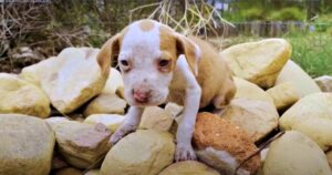 Shaky Puppy Stayed On Rock Pile, Out Of Bullies
Reach