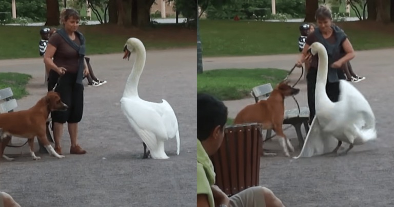 Swan Assertively Shows a Curious Dog Who’s Boss During a
Stroll in the Park, Claiming His Reign as the Undisputed
King