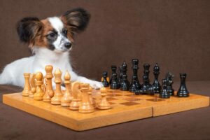 The 9 Smartest Dog Breeds On Earth