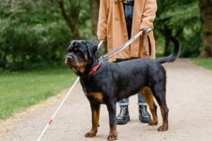 Top 10 Dog Breeds For Guarding