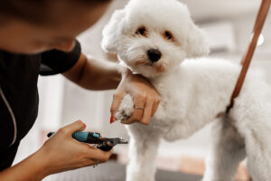 person trimming nails of bichon frise dog