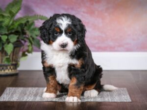 Tri-colored Mini Bernedoodle Puppy sitting alone in a room