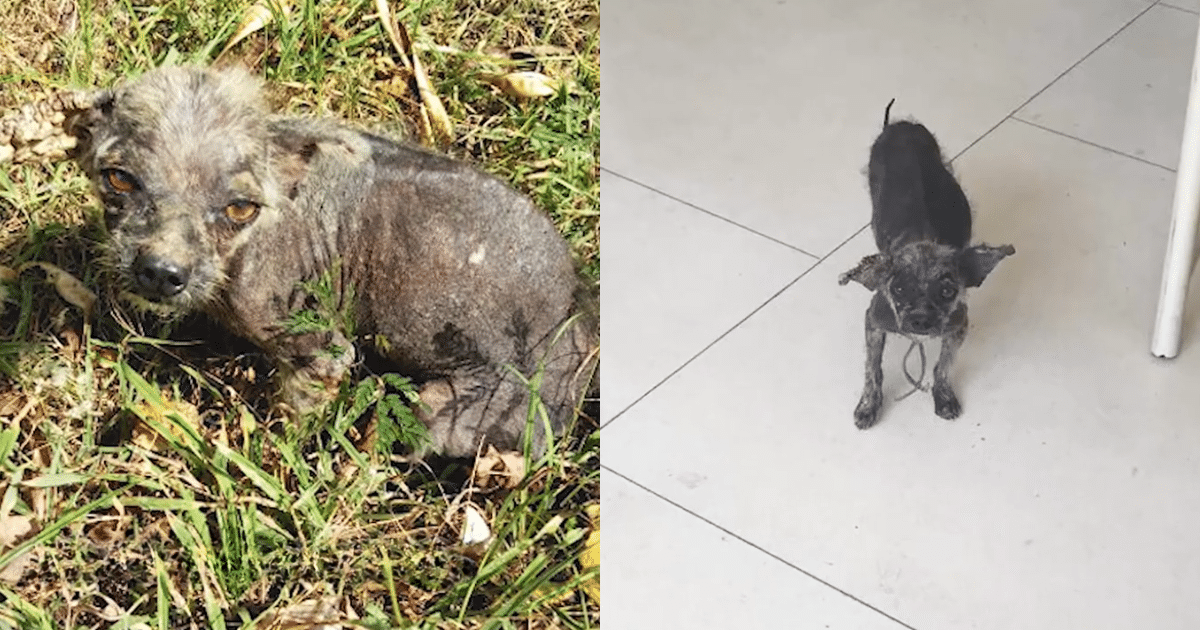 ‘Mangy’ Dog Made An Amazing Transformation After The
Rescue