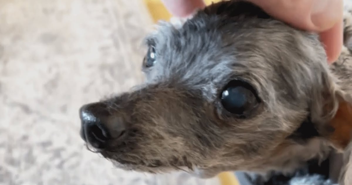 ‘Tiny’ 14-Year-Old Dog Left at Shelter with His Favorite
Toy, Looking for a New Home