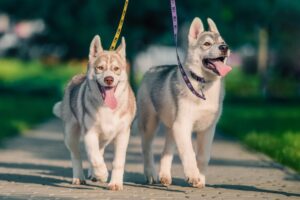 siberian husky puppies on colored leashes walking at the park