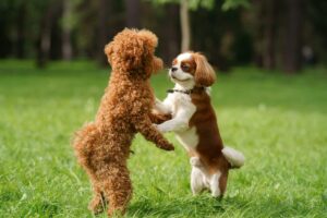 10 Dog Breeds That Love to Show Off Their “Dancing”
Skills