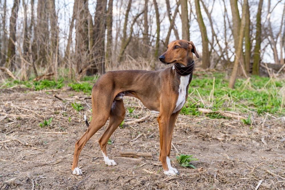 Azawakh dog standing outdoor